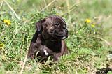 STAFFIE 227